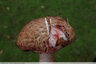 Le champignon qui saigne !