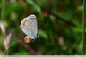 Des ailes bleues très fréquentes