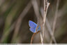Des papillons bleus toujours très actifs