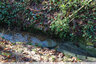 De l'eau claire dans le ruisselet