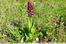 Orchis pourpre commence à fleurir