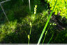 Carex de terrains secs