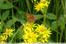 Orange cuivré sur les ailes