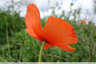 Coquelicot numéro 2