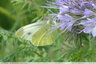 Papillons au jardin : Piéride de la rave