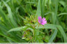 Géranium du bord de chemins