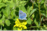 Les petits papillons : Argus bleu