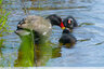 Les poules d'eau aussi nourissent leurs petits