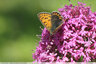 Les papillons au jardin : Cuivre fuligineux