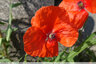 Coquelicot pas douteux