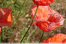 Coquelicot douteux