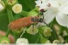 Coléoptères à ailes rouges