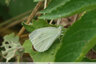 Chemin de Bordeneuve : Piéride de la moutarde