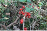 Baies rouges sur lianes