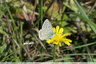 Papillons fin de saison : Argus bleu
