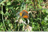 Papillons fin de saison : Cuivre commun