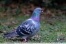 Beau pigeon