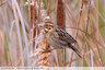 Encore des Bruants des roseaux