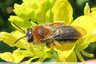 Petite abeille rousse