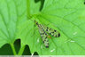 Mouche scorpion au bois