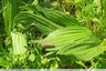 Le plantain ne fait pas la Mélitée !