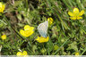 Papillons sur fleurs jaunes et mauves