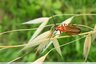 Coléoptère insectivore