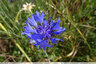 Bleuets en bordure de prairie