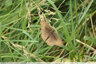 Prairie ENS Chanterelles : Myrtil