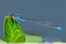 Une demoiselle aux yeux rouges