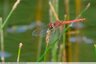Libellule rouge aux yeux mi-bleus