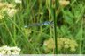 Demoiselle bleue dans la prairie