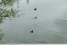 Poule d'eau avec ces petits