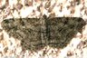 Papillon - écorce
