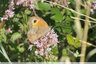 L'orgian et ces papillons : Myrtil