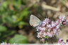L'orgian et ces papillons : Argus bleu