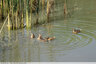 Natation synchronisée