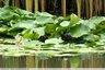 Un poussin chez les poules d'eau