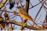 migrateur à front blanc