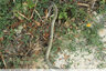 Un bout de serpent au jardin